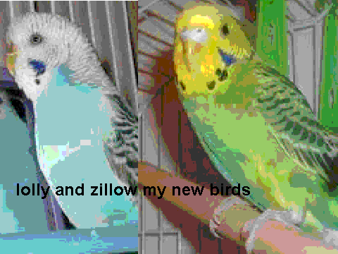 my new canaries