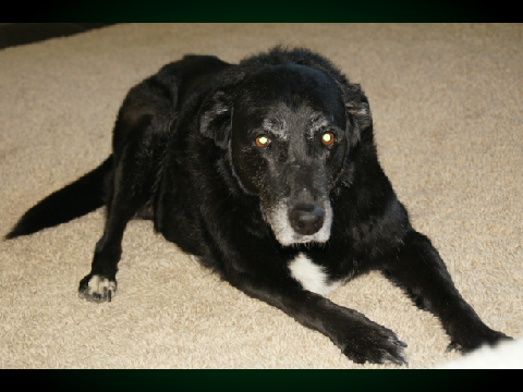 My Dog Died Today... (NOTES)