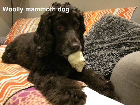 My dog Poppy