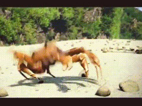 Crab Dance but for 10 Hours