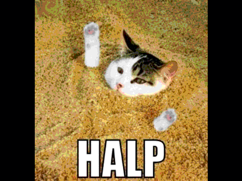 101 Funny Cat Pictures!