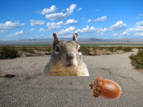 feed a cool squirrel