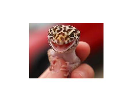 Gecko...