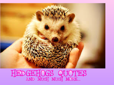 HEDGEHOG QUOTES <3