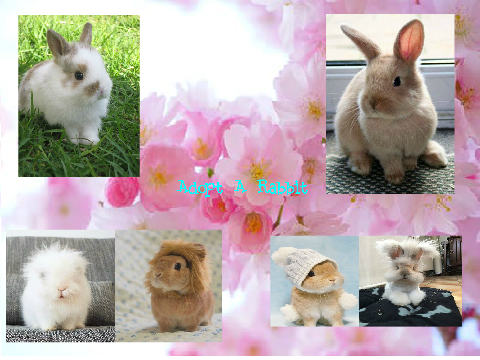 Adopt a rabbit
