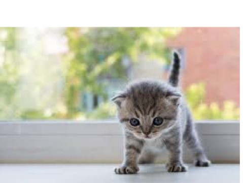Speak To A Kitten