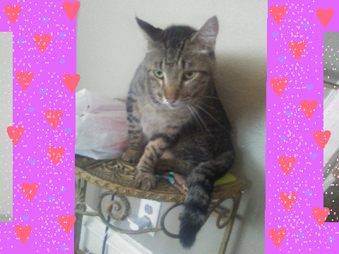 My cat, Chaos