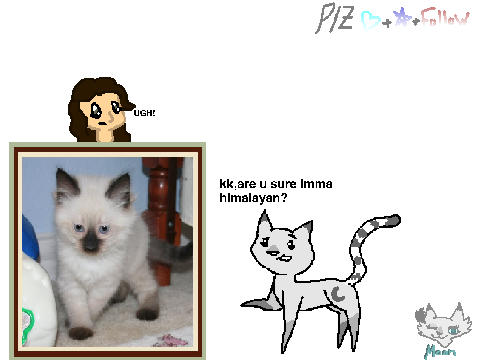 Moon's a Himalayan kitten?!