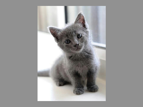 To My Friend!! To: kittensandmittens9
