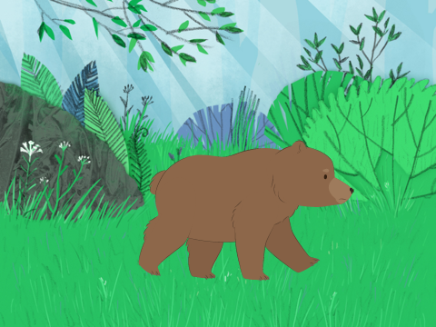bear walking