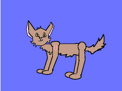 Cat drawing