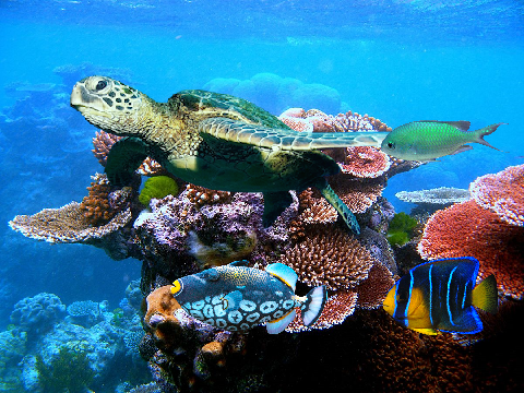 ocean pollution gwc