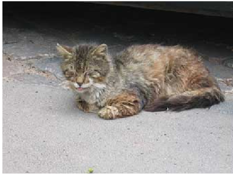 sad cats