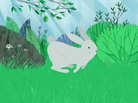 Run, Rabbit! Run... Rabbits?
