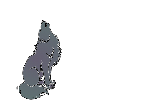 gray wolf