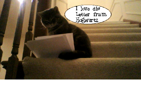 My cat reads a letter REMIX