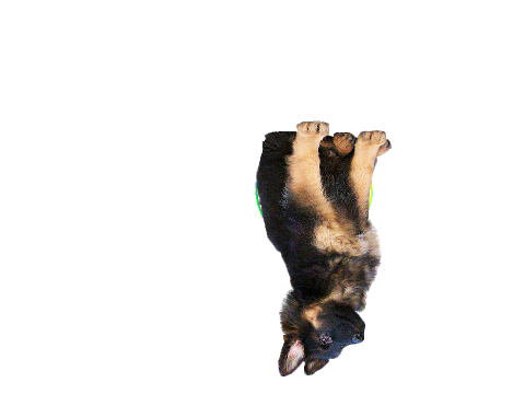 puppy