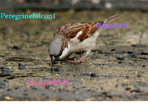 Sign to Save the Birds!! remix remix