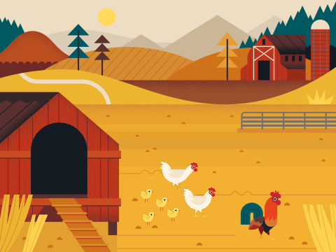 Chicken ANIMATION