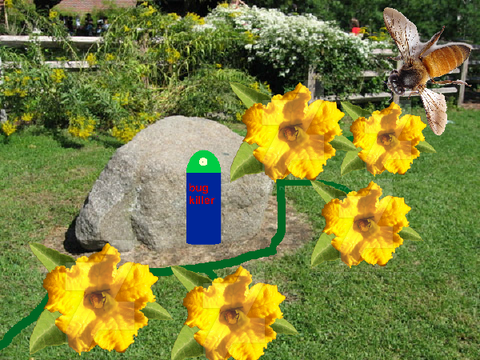 bee polination