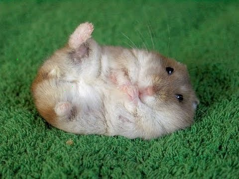 hamsters