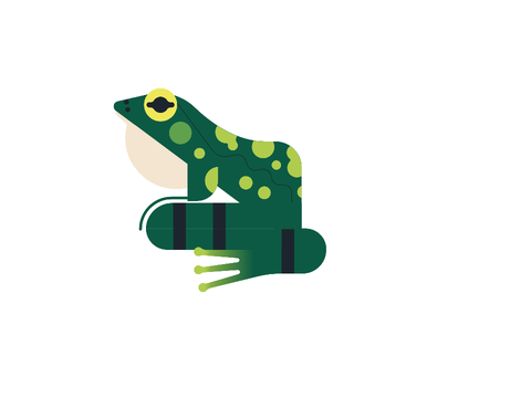 Life Cycle of a Frog (School Activity)