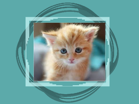Cat Art Animation