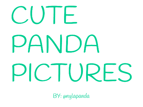 CUTE PANDA PICTURES