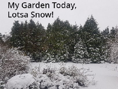 My Garden Today