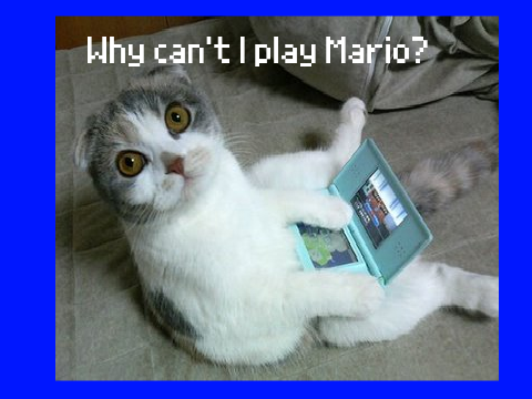 CAT MEMES