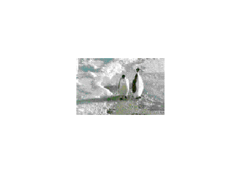 Penguin gets slapped to unfitting music