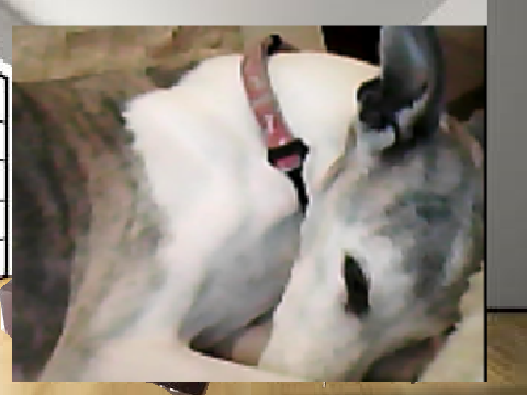 THE GAURDIAN OF THE WHIPPET