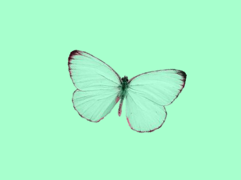 ✿