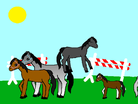 horse home/ adoption