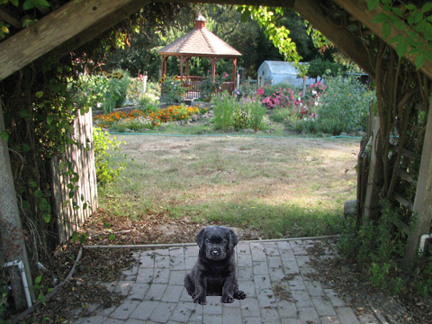 garden puppy quiz