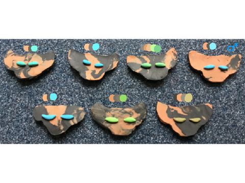 Dilute Tortoiseshell Adopts