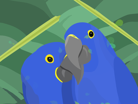 Hyacinth Macaw Parallax