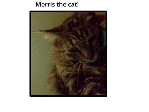 Morris the cat