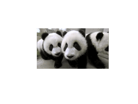 Adorable panda gif
