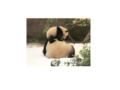 Panda Slide Gif