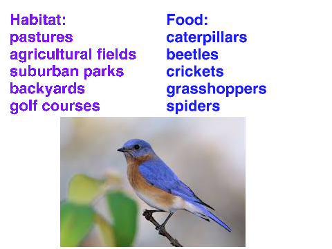 Eastern Bluebird!!!!