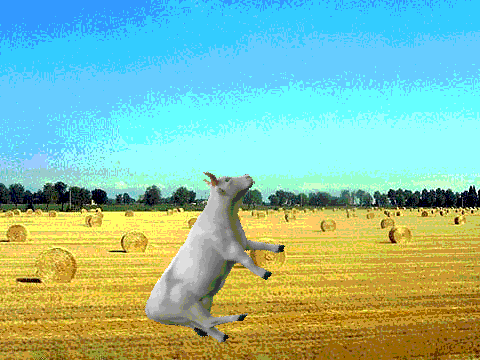 Spinning Cow