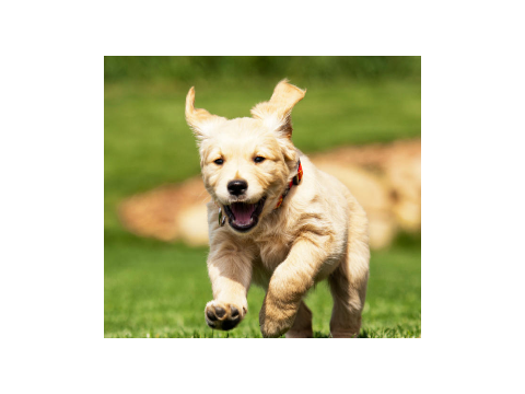 What dog should I get!