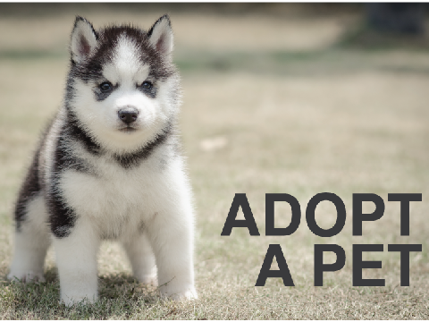 Adopt A Dog