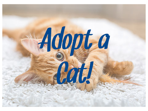 Adopt A Kitten