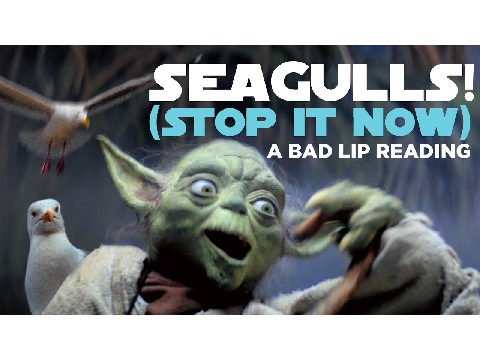 SEAGULLS!(Stop it now) 