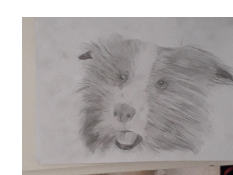 Border Collie Sketch