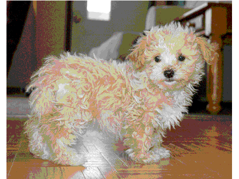 MY PUPPY!!