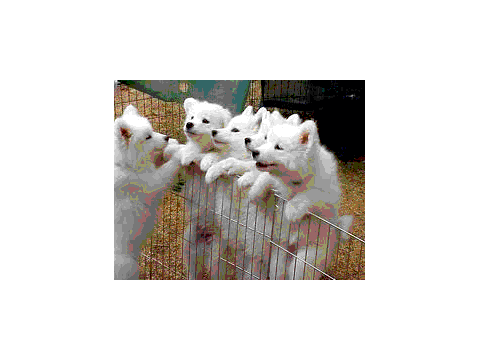 my dogs