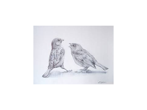 Birds art:)